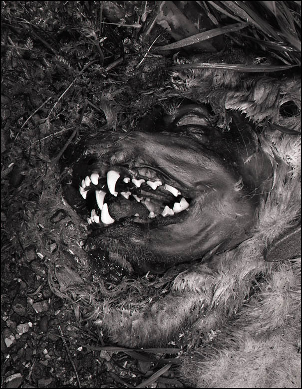 Dog